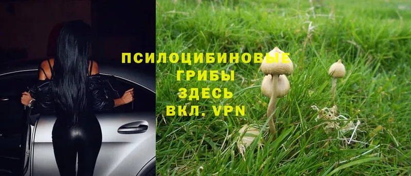 ссылка на мегу ссылки  Райчихинск  Псилоцибиновые грибы MAGIC MUSHROOMS 